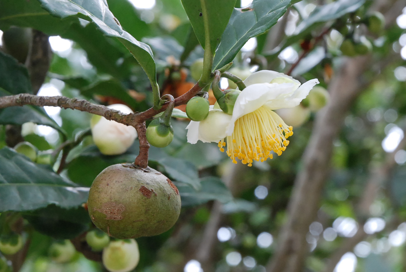 植物としてのチャ｜入間市博物館 アリット